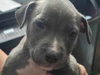American Pit Bull Terrier dogs for sale: Blue Nose Pitbul Ace - Ad 4