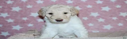 Labradoodle dogs for sale: Hera - Ad 6