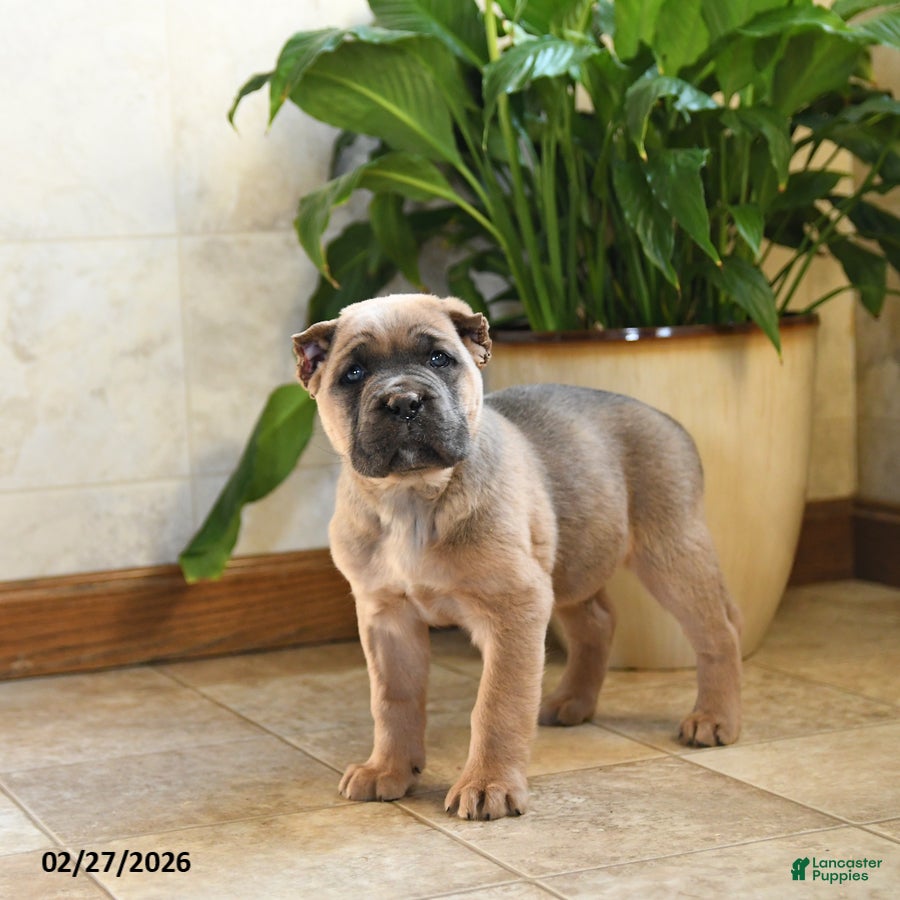 Cane Corso dogs Wrangler - Ad 1