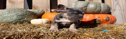 Mixed Breed dogs for sale: Tank  - Ad 8