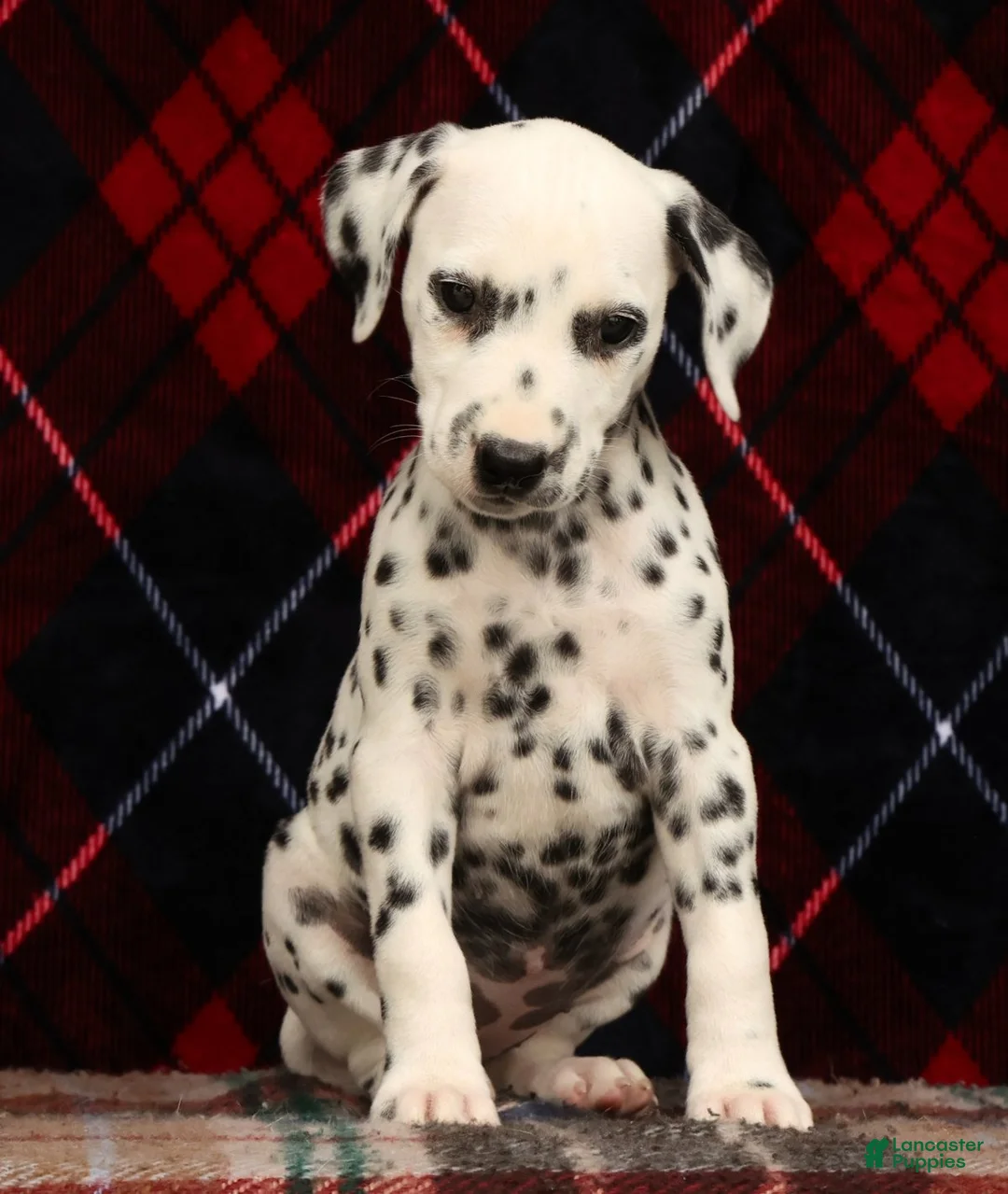 Dalmatian dogs for sale: Kelly - Ad 1