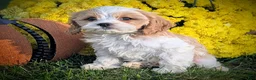 Cavapoo dogs for sale: Mr Andy - Ad 15