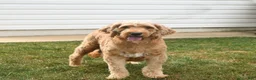 Goldendoodle dogs for sale: Tucker - Ad 6