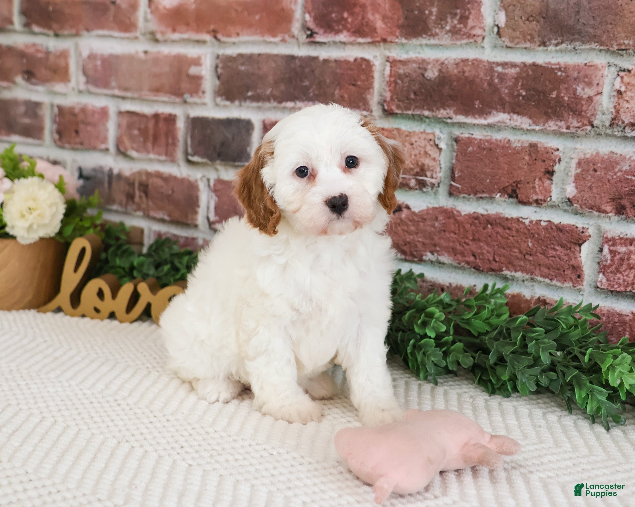 Cavapoo dogs Emerald  - Ad 5