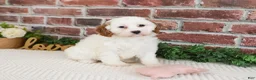 Cavapoo dogs for sale: Emerald  - Ad 1