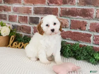 Cavapoo dogs Emerald - Ad 5
