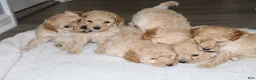 Miniature Poodle dogs for sale: Miniature Poodle Puppy 3 - Ad 13