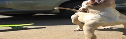 American Pit Bull Terrier dogs for sale: Icy - Ad 2