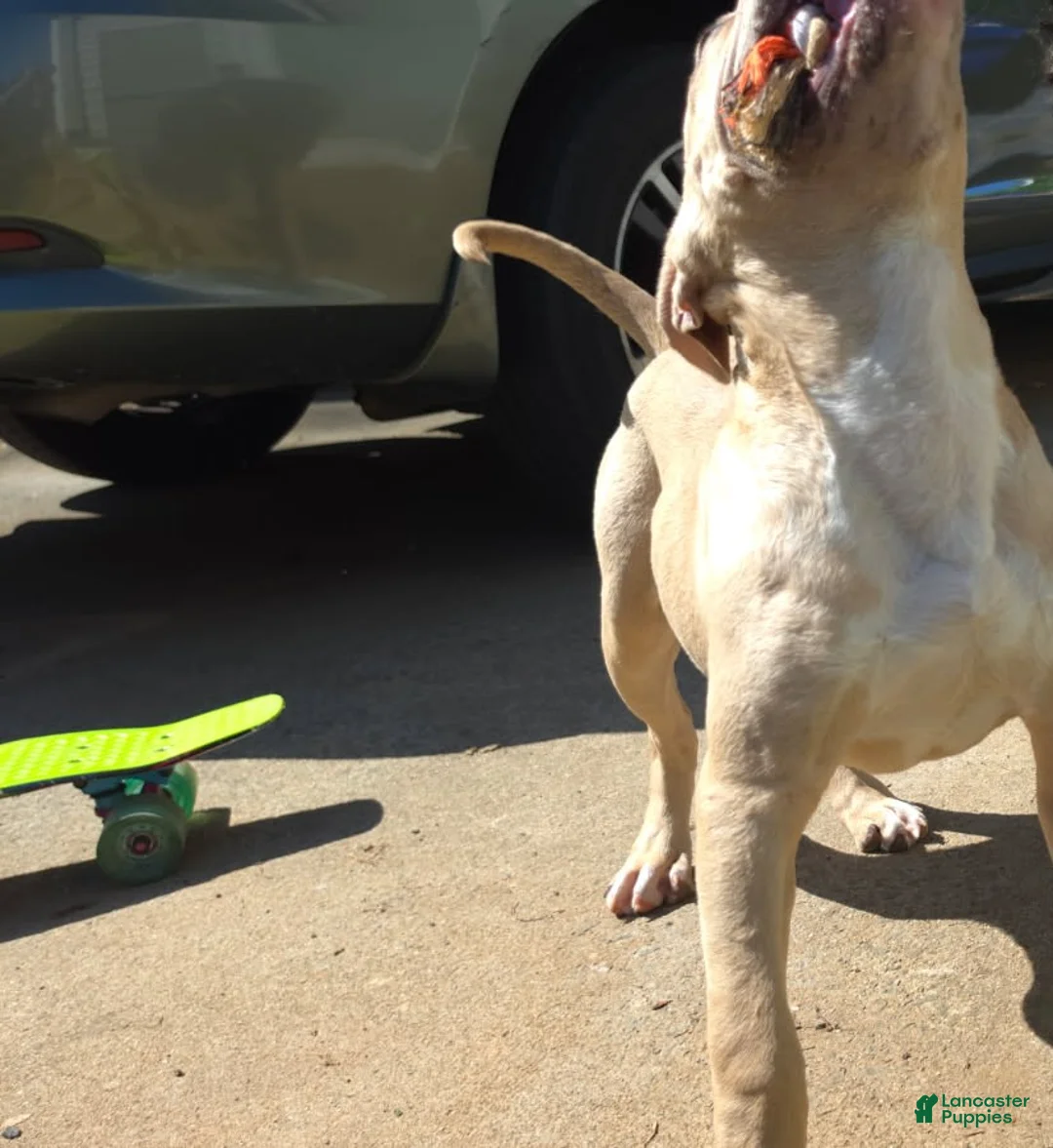 American Pit Bull Terrier dogs for sale: Icy - Ad 2