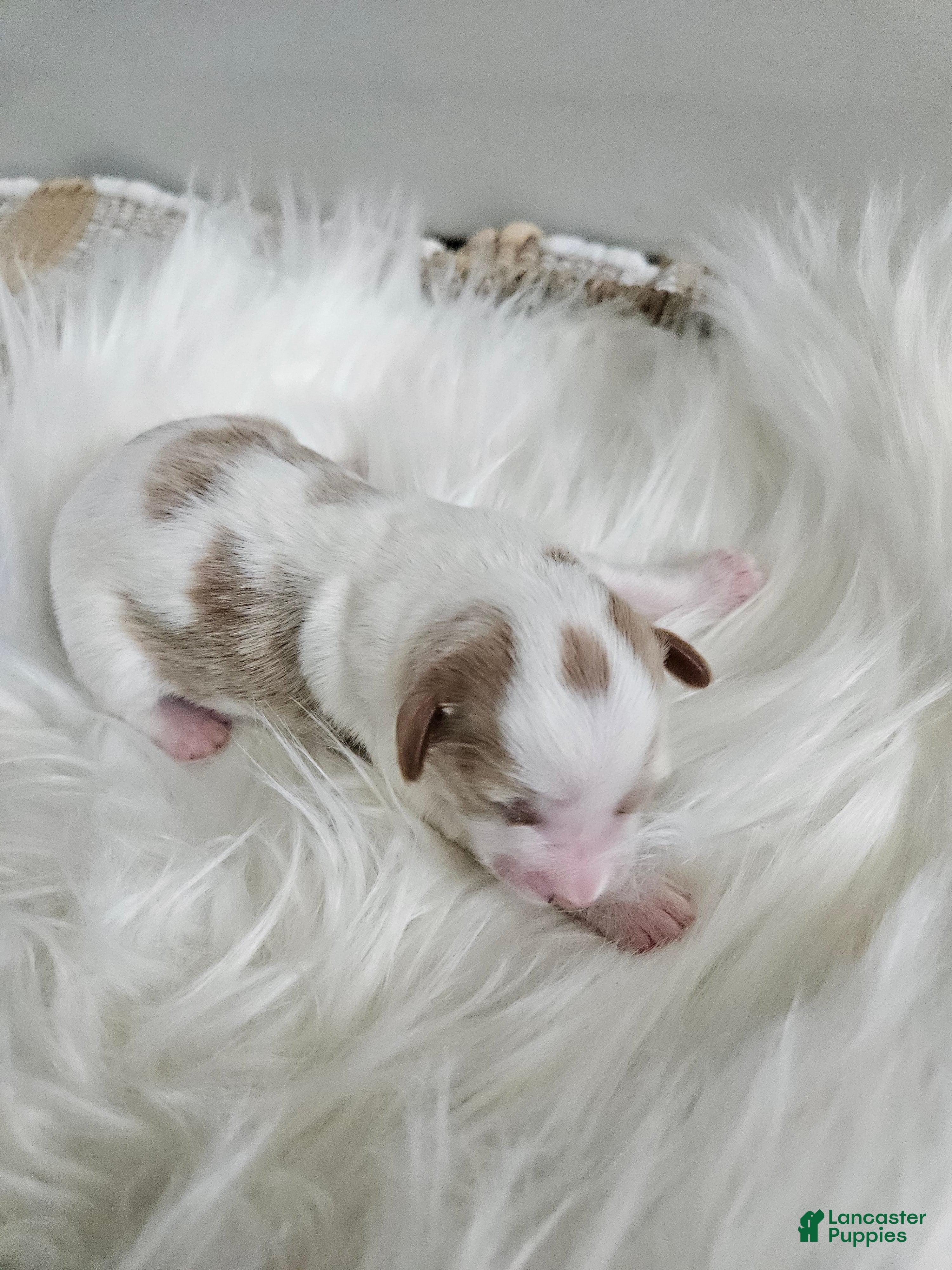 Cavapoo dogs Addie - Ad 42