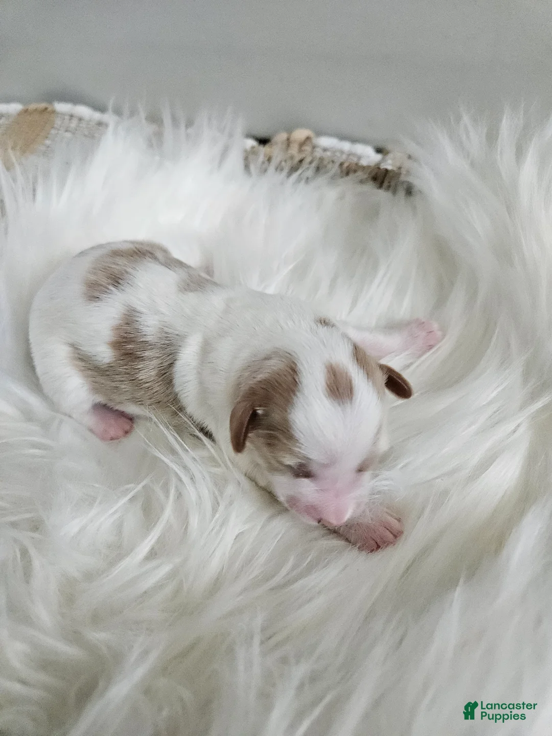 Cavapoo dogs for sale: Addie - Ad 1