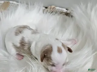 Cavapoo dogs Addie - Ad 34