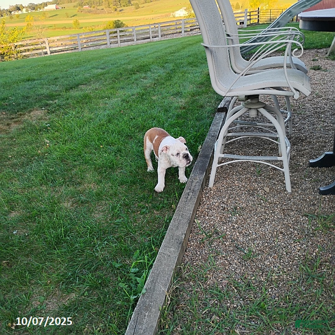 English Bulldog dogs for sale: Renita - Ad 16