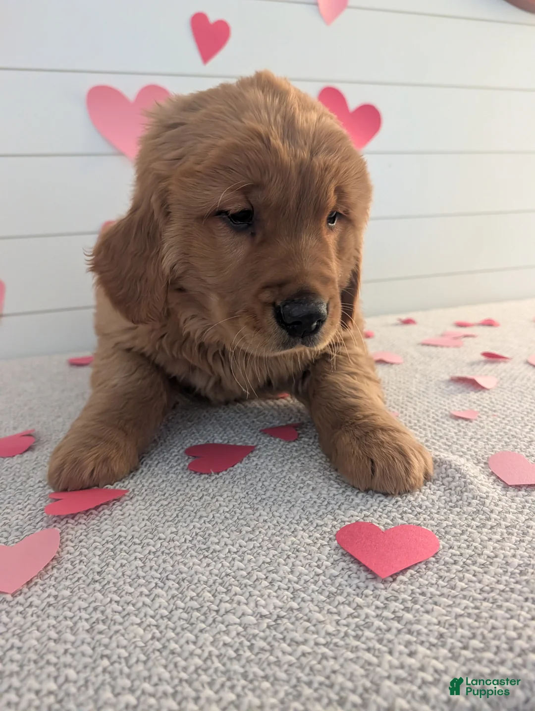 Golden Retriever dogs for sale: Duke  - Ad 9