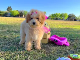 Maltipoo dogs for sale: Aurora - Ad 1