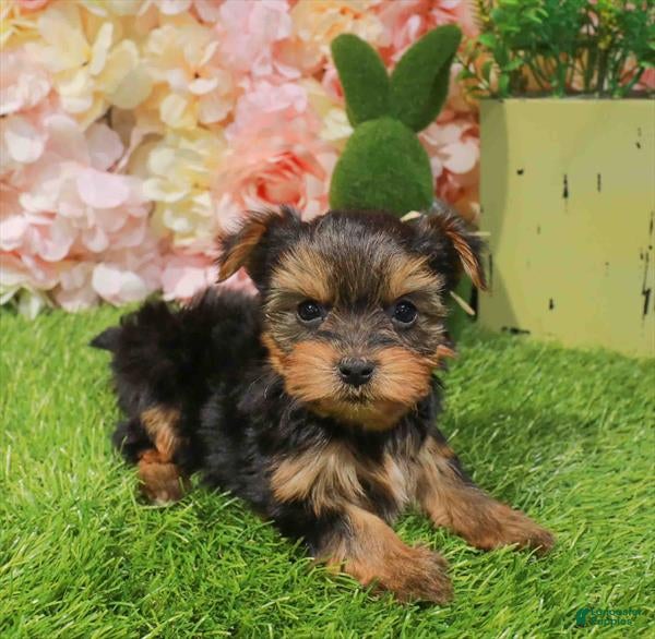 Yorkshire Terrier dogs Yorkshire Terrier Puppy 1 - Ad 17