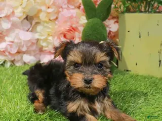 Yorkshire Terrier dogs Yorkshire Terrier Puppy 1 - Ad 17