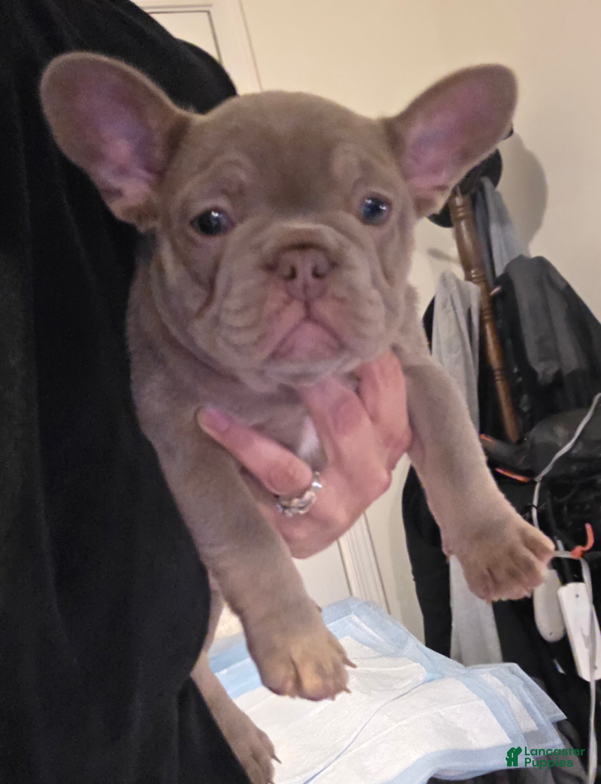 French Bulldog dogs Bella - Ad 2