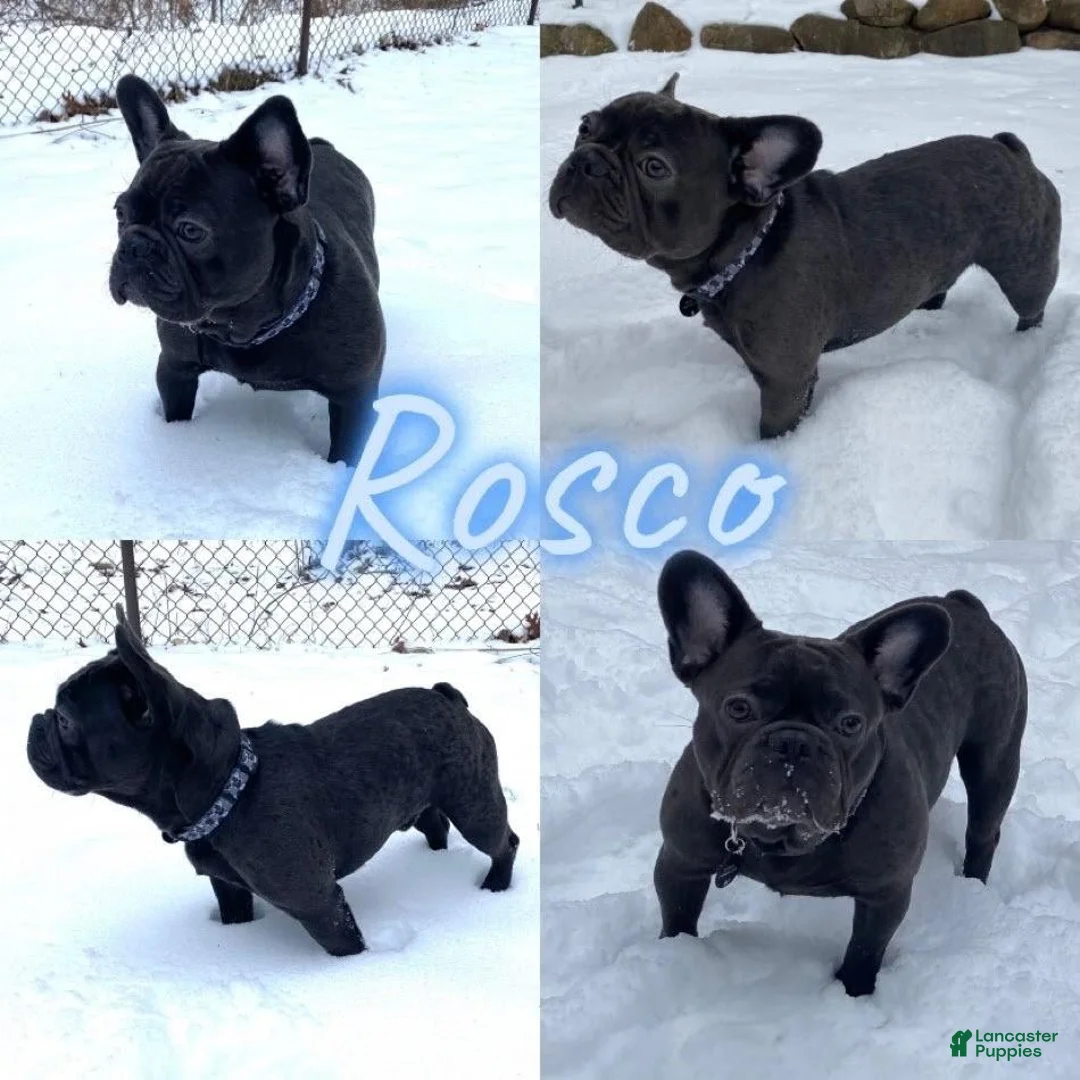 French Bulldog dogs for sale: French Bulldog Puppy Male Ready to Go AKC!!  - Ad 10