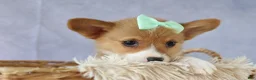 Welsh Corgi Pembroke dogs for sale: Zella 💗 - Ad 11