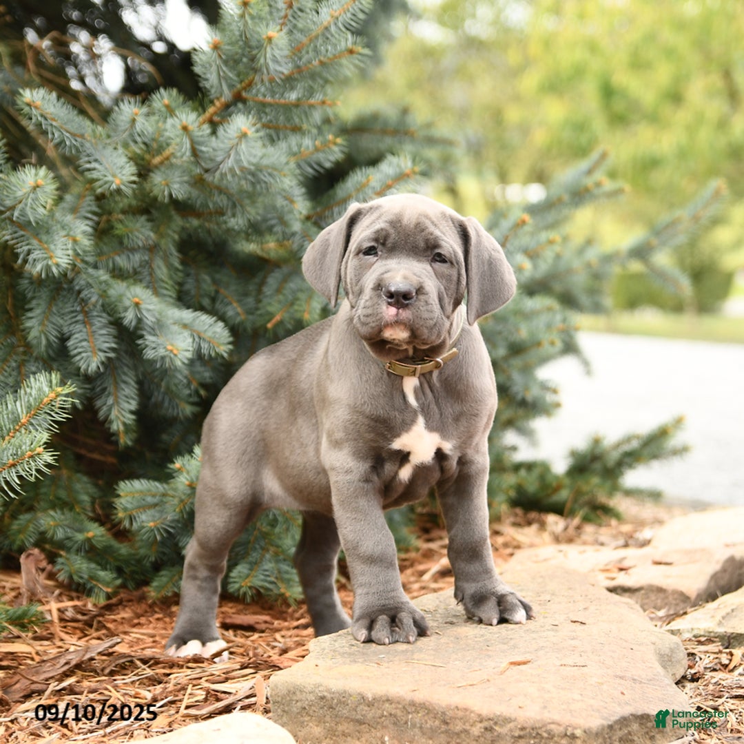 Cane Corso Mix Presser Dog For Sale Italian Mastiff Cane Corso Akc