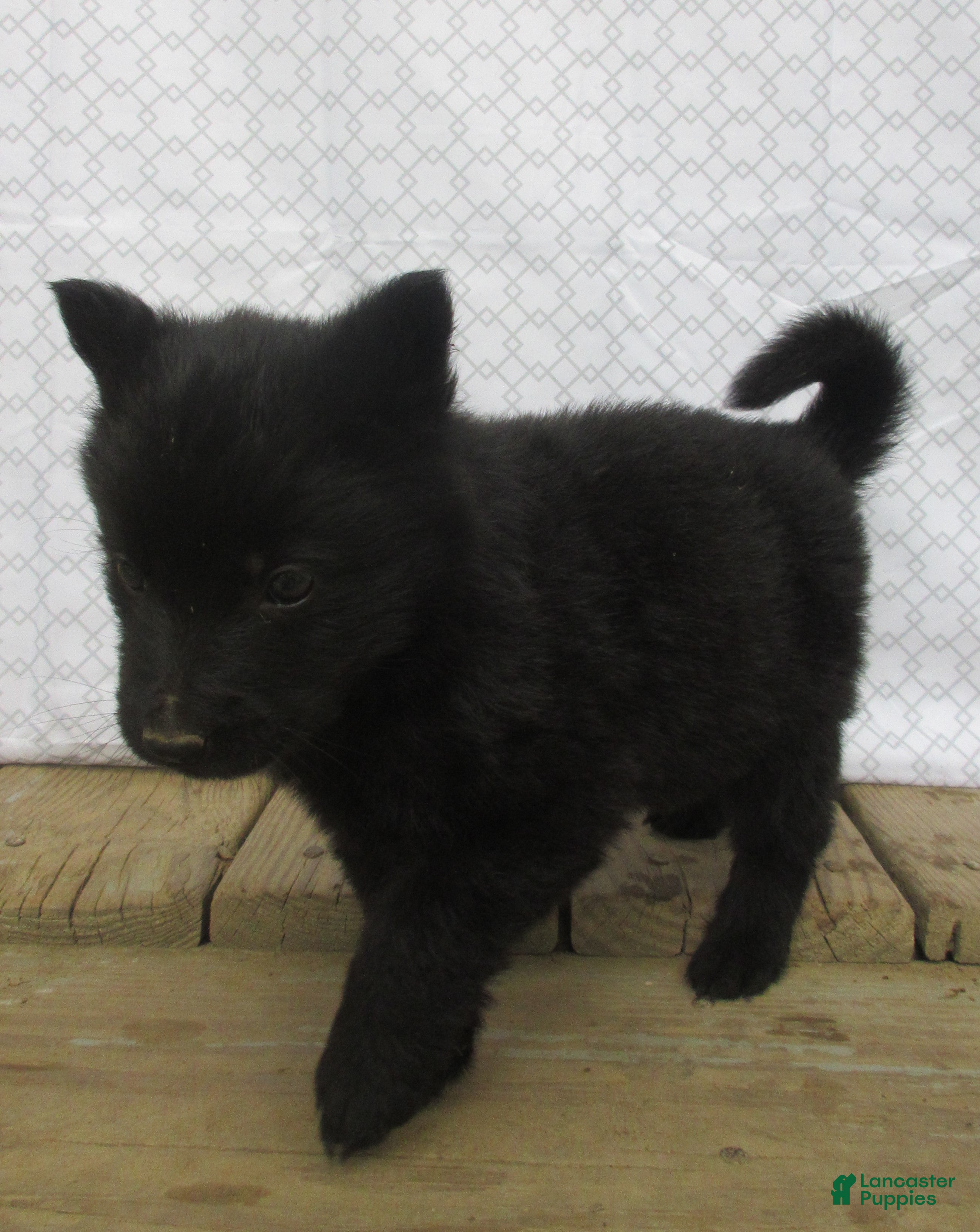 German Shepherd dogs Captain - Ad 2