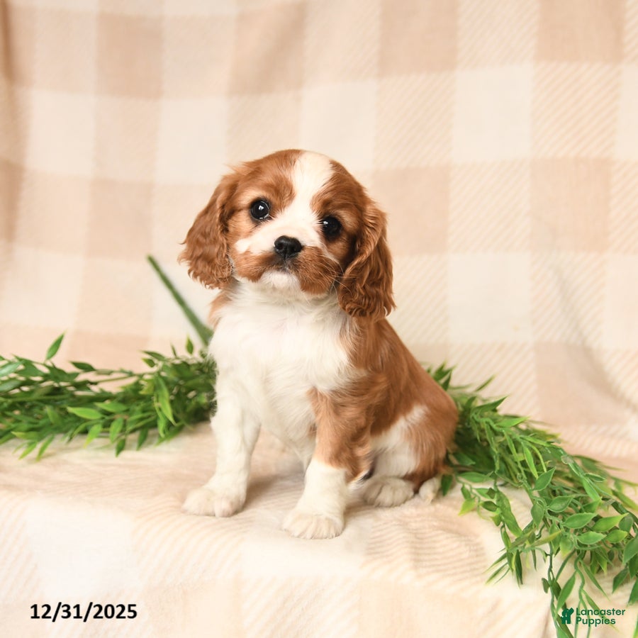 Cavalier King Charles Spaniel dogs Gretta - Ad 8