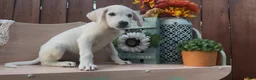 Labrador Retriever dogs for sale: Labrador Retriever 2 - Ad 4