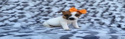 Jack Russell Terrier dogs for sale: Blakeleigh - Ad 7