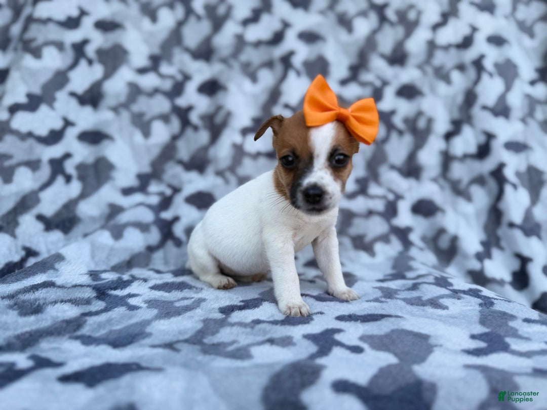 Jack Russell Terrier dogs for sale: Blakeleigh - Ad 7