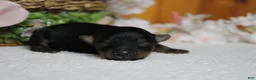 Yorkiepoo dogs for sale: Pedro  - Ad 9
