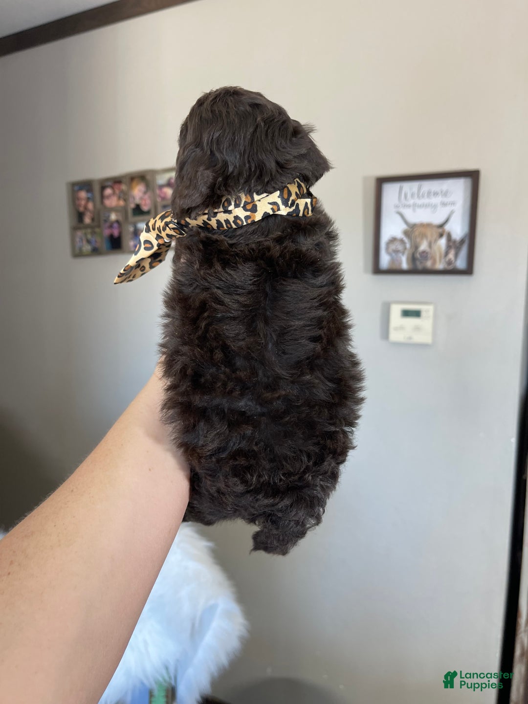 Miniature Poodle dogs for sale: Akc Clear Chocolate Phantom  - Ad 2