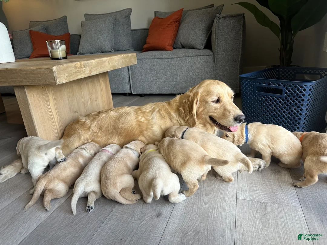 Golden Retriever dogs for sale: Golden Retriever Puppy 2 - Ad 2