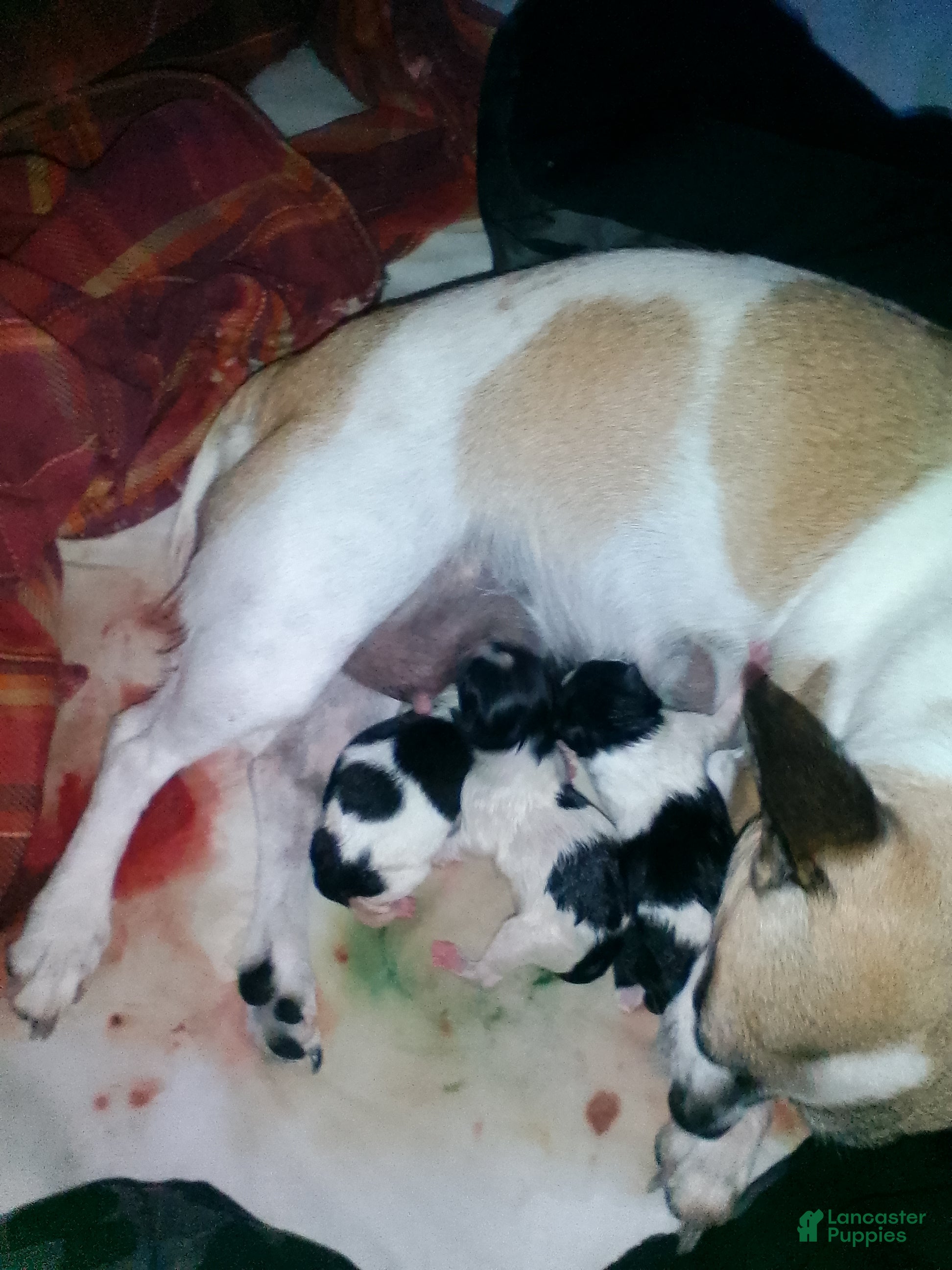 Jack Chi dogs Jack Chi 1 - Ad 5