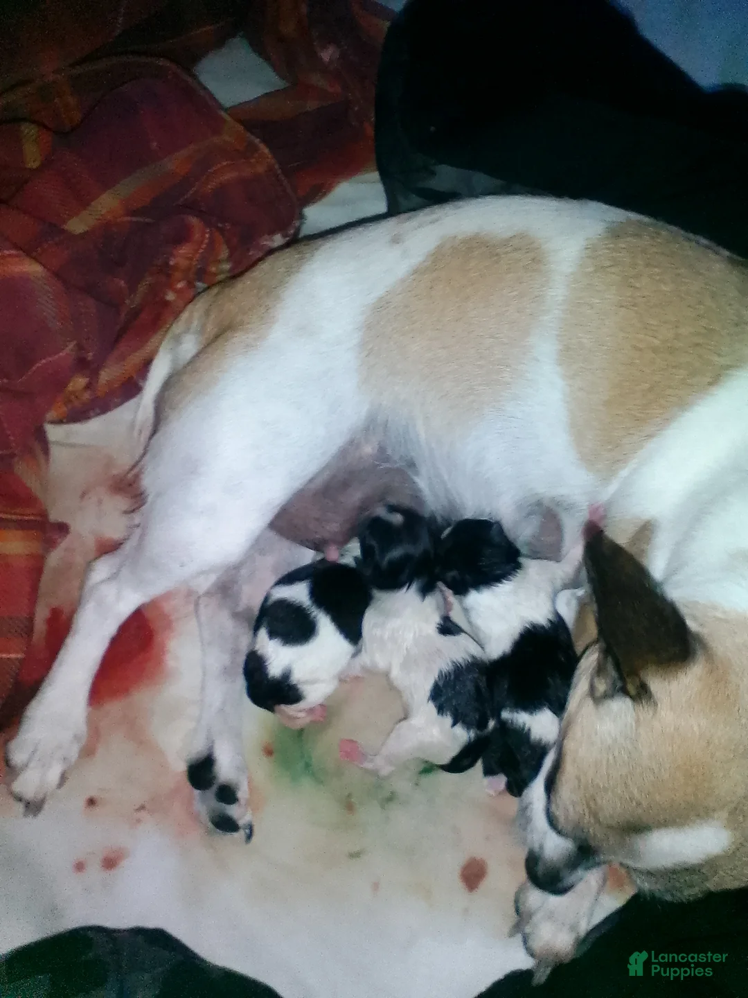 Jack Chi dogs for sale: Jack Chi 1 - Ad 1