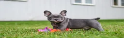 French Bulldog dogs for sale: Ollie - Ad 11