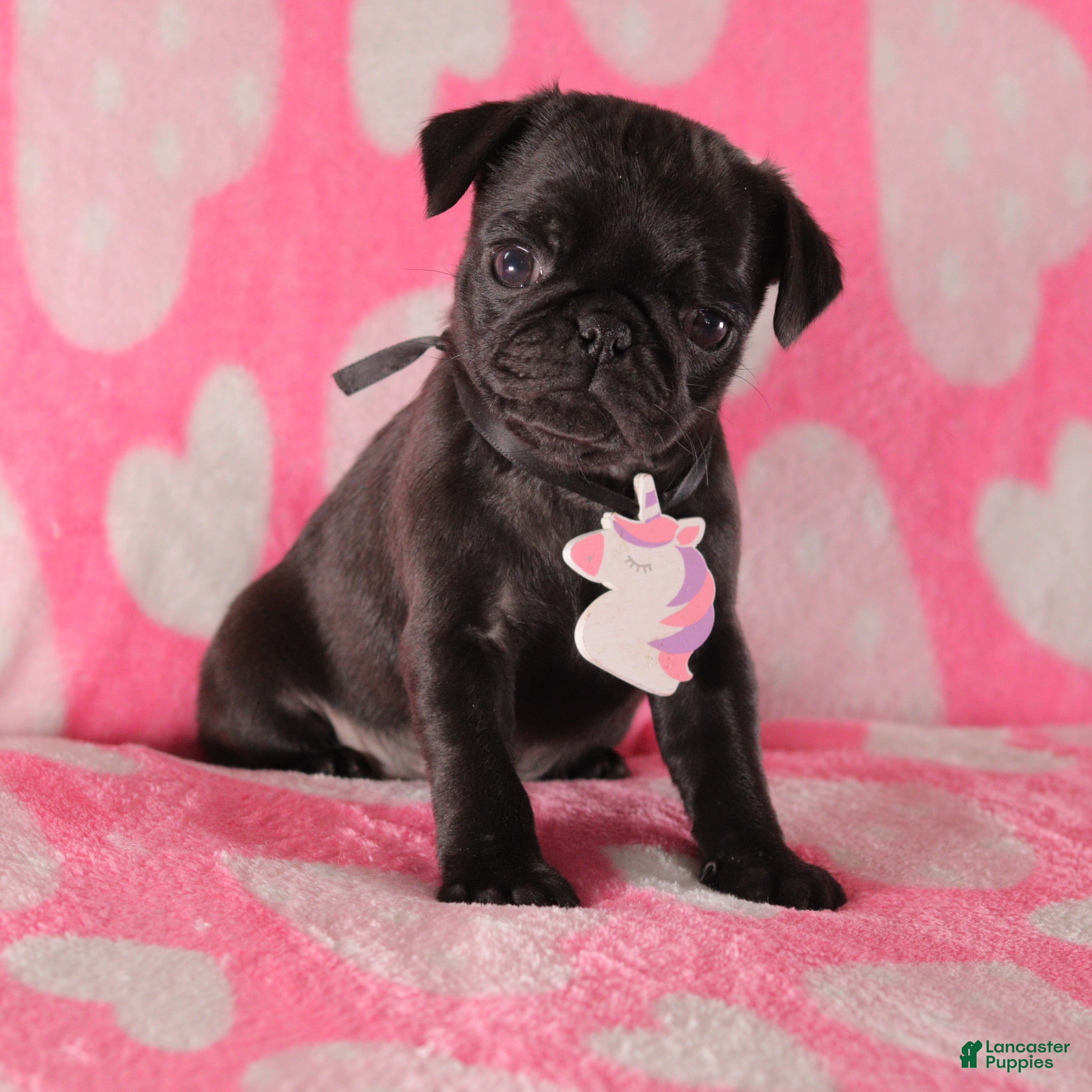 Pug dogs Lily - Ad 37