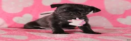 Pug dogs for sale: Lily - Ad 1