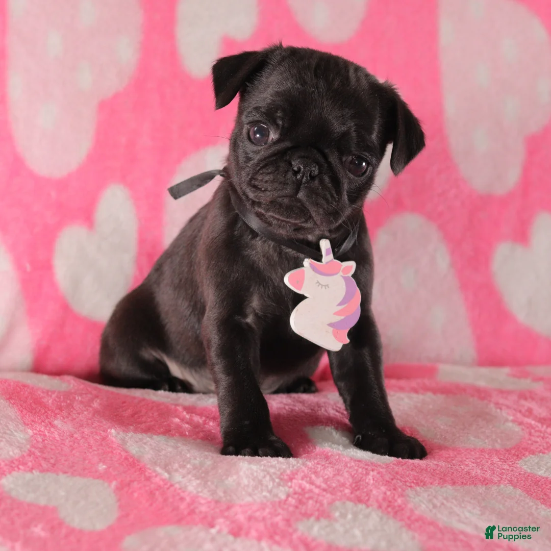Pug dogs for sale: Lily - Ad 1