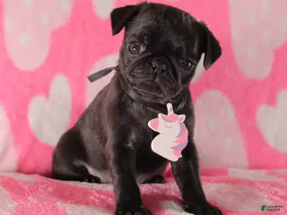 Pug dogs Lily - Ad 37
