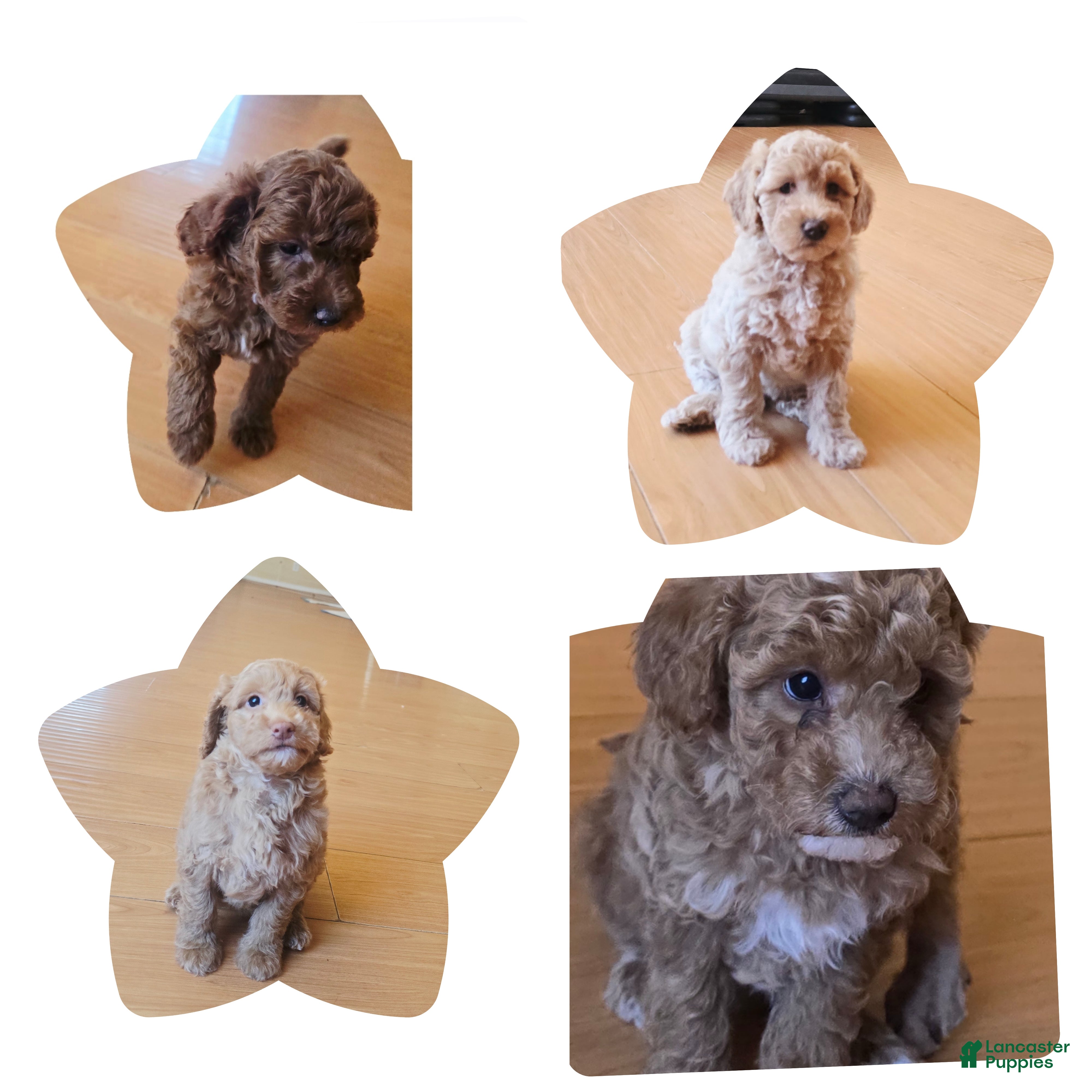 Mini Goldendoodle dogs Mini Goldendoodle 1 - Ad 1