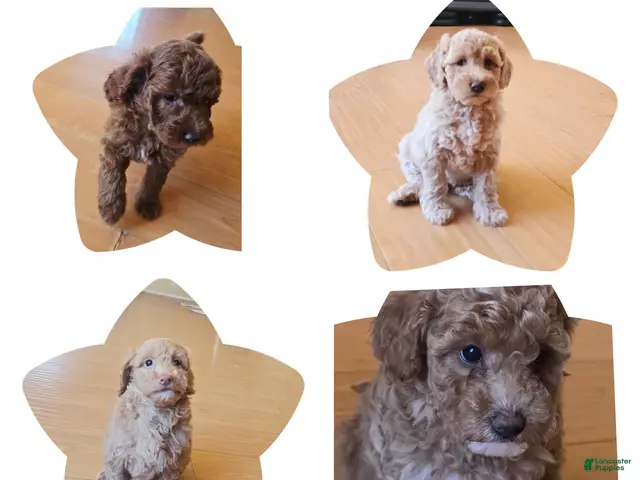 Mini Goldendoodle dogs for sale: Mini Goldendoodle 1 - Ad 1