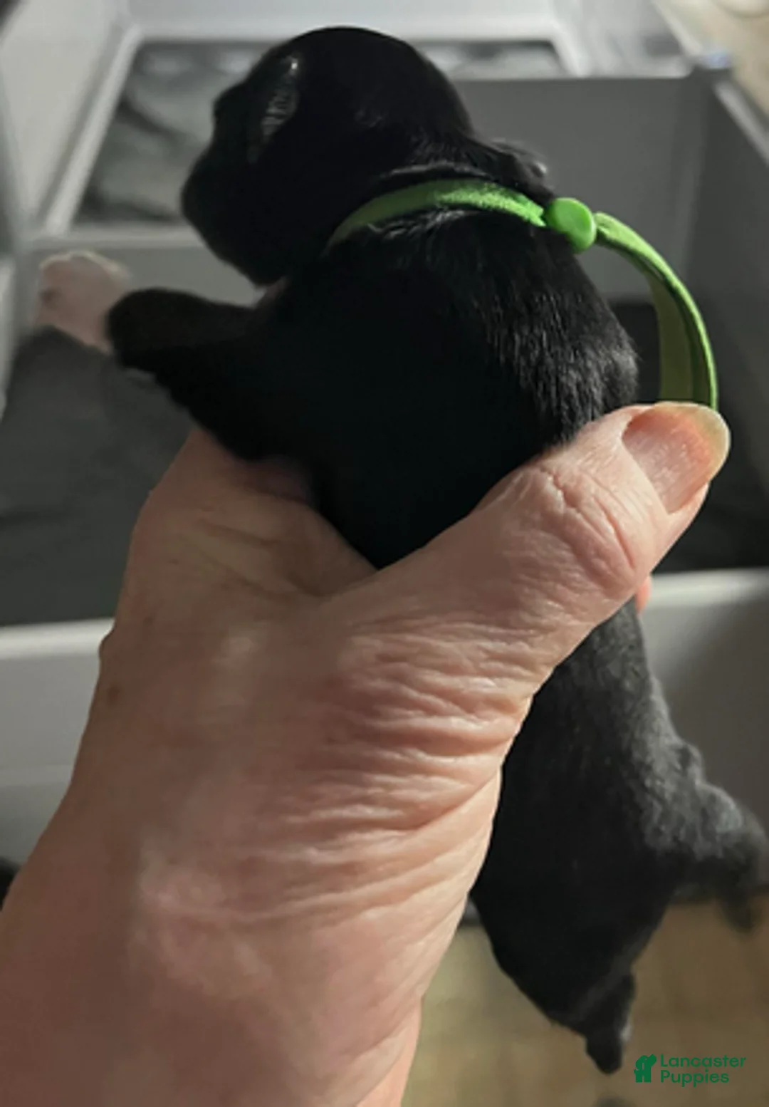 Miniature Schnauzer dogs for sale: Billy (green collar) - Ad 10