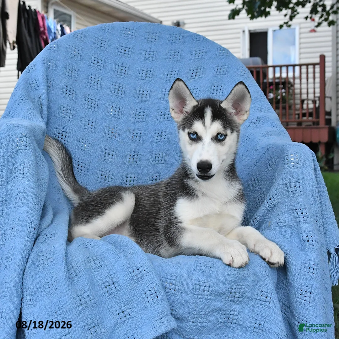 Siberian Husky dogs for sale: Breeze - Ad 2