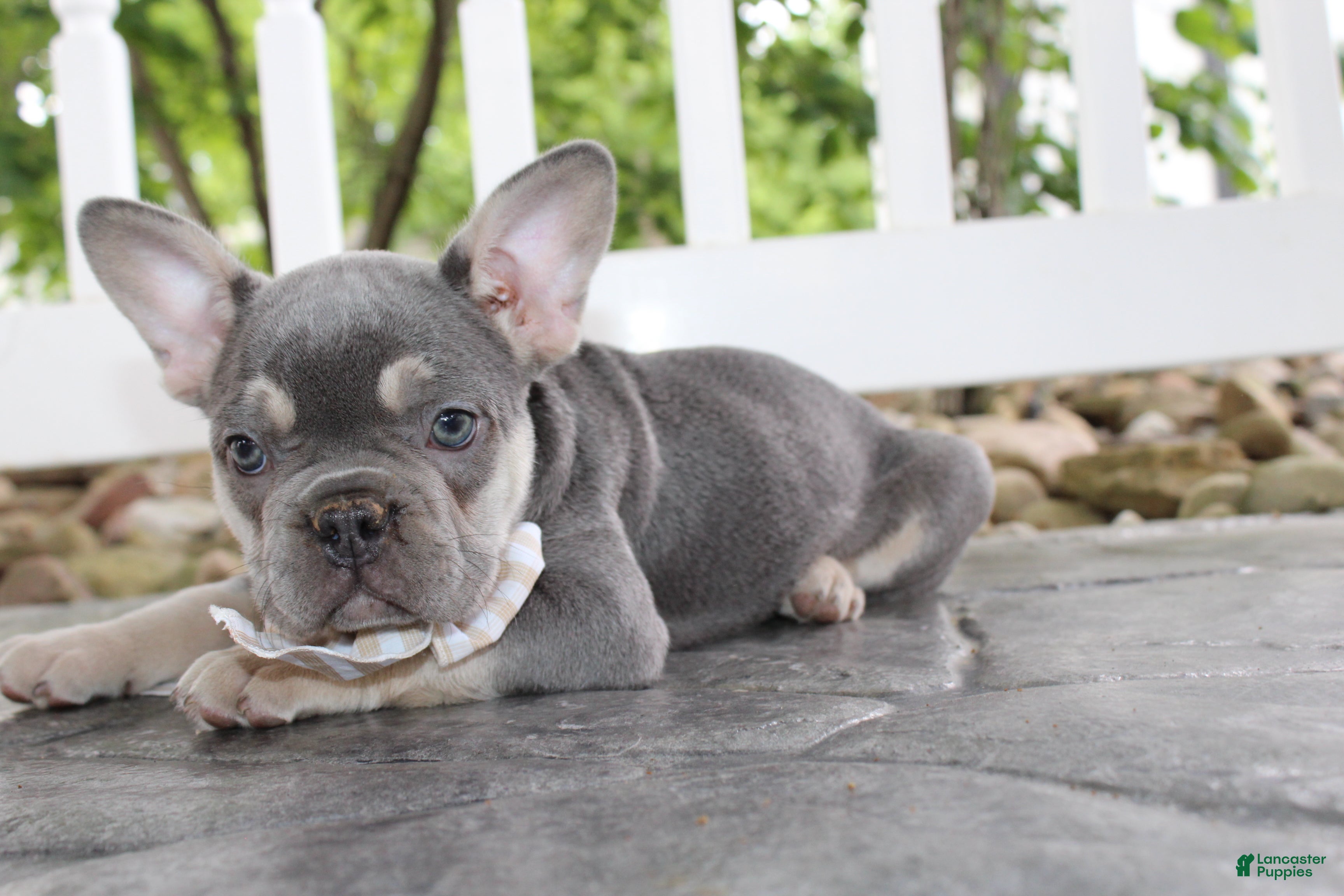 French Bulldog dogs for sale: AKC Harper - Ad 6