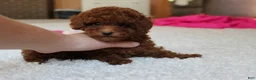 Toy Poodle dogs for sale: Mia - Ad 16