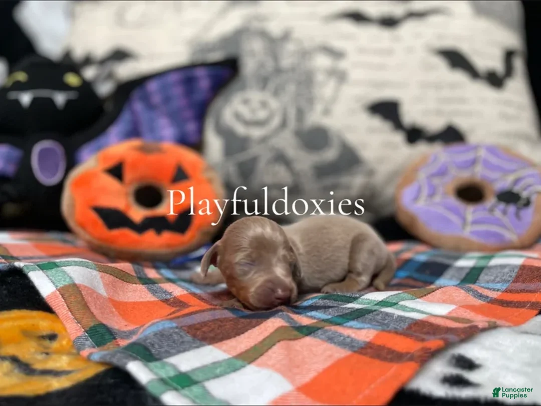 Miniature Dachshund dogs for sale: Ravioli's Chocolate & Tan Boy - Ad 5