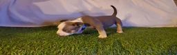 American Bully dogs for sale: American Bully 2 - Ad 3