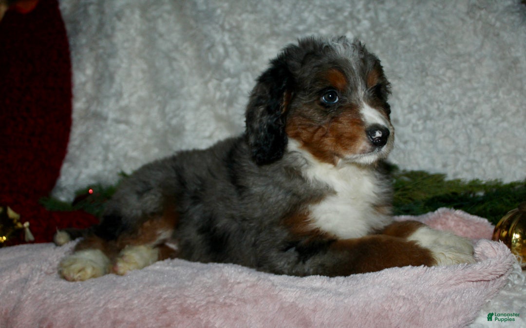 Bernedoodle dogs for sale: Jenny - Ad 3
