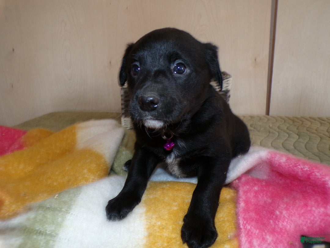 Border Collie dogs for sale: Border Collie Puppy 6 Jule - Ad 2